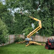 Why Choose Our Tree Removal Services in Santa Ana, CA?