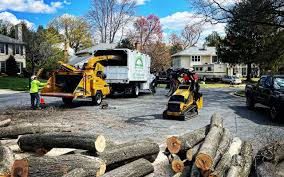 Best Tree Maintenance Programs  in Santa Ana, CA