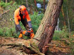 Best Tree Risk Assessment  in Santa Ana, CA