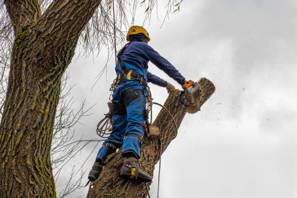 Best Tree Removal  in Santa Ana, CA