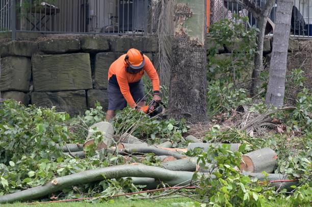 Best Firewood Processing and Delivery  in Santa Ana, CA