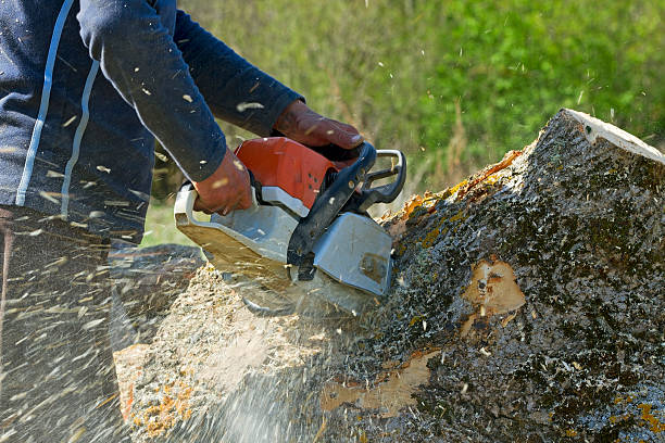 Reliable Santa Ana, CA  Tree Services Solutions