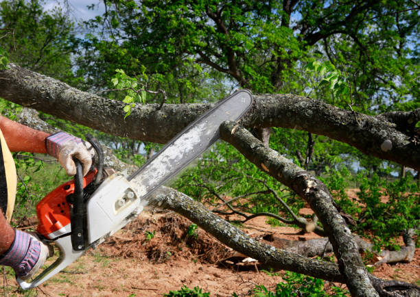 Best Utility Line Clearance  in Santa Ana, CA